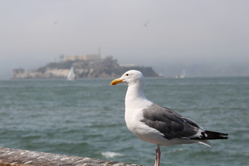 Seagull on a pier 
