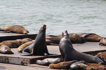 Sea Lions barking on a pier