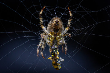 Spider in web