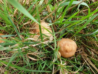 Top view Mushrooms Slippery Jill - Suillus salmon color - on the meadow.brown, rain drops,
