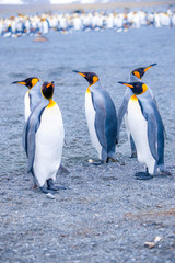 Beautiful Shots Cute Penguins Antarctica Snow