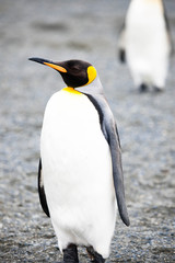 Beautiful Shots Cute Penguins Antarctica Snow