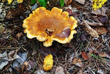 The cap of the Large undulating mushroom is yellow. Oyster mushroom in the forest surrounded by foliage and spruce needles.