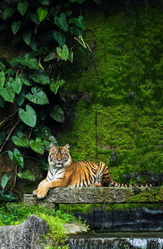 Bengal Tiger in forest