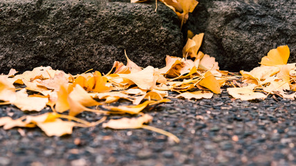 Autumn in Tokyo with ginkgo leaves falling to the ground in natural park