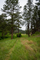Grassy Trail Through Trees in Canyon