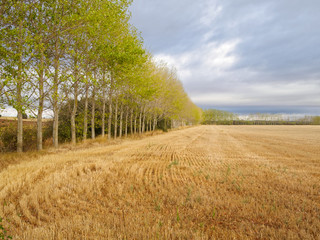 Fototapeta premium After harvest along the old Roman road known as the Via Aquitana - Calzada Romana, Castile and Leon, Spain