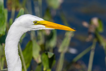 Egret in nature