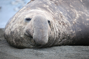 Naklejka premium Cute Penguins Seals Sea Lions Elephant