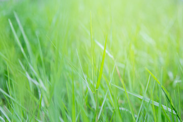 Clump of grass
