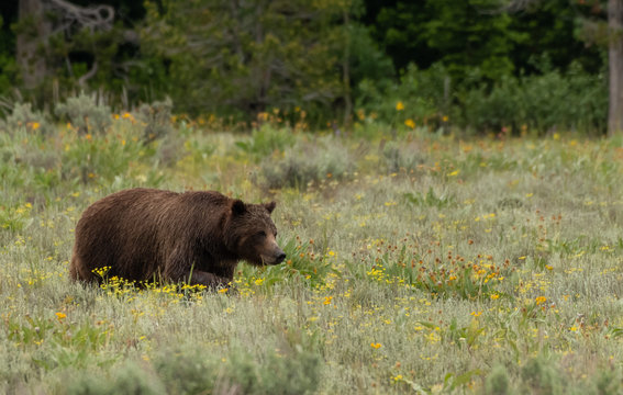 Grizzly Bear in Summer Field