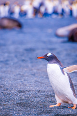 Beautiful Shots Cute Penguins Antarctica Snow
