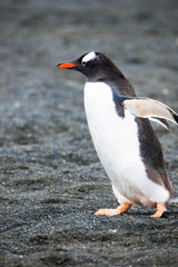 Beautiful Shots Cute Penguins Antarctica Snow