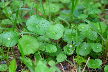 Gotu kola or  Centella asiatica, Herb , Thailand