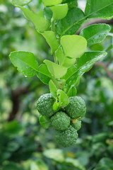 Kaffir lime of Citrus hystrix DC