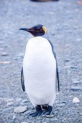 Fototapeta premium Beautiful Shots Cute Penguins Antarctica Snow