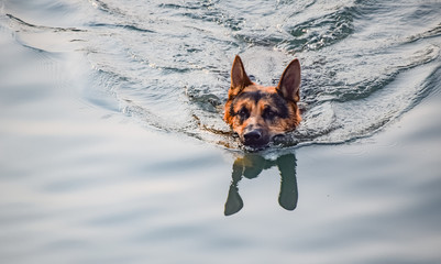 Swimming German Shepherd
