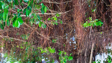 Banyan tree with airy roots on the Island, Maldives.