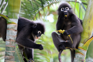 Leaf monkey or Dusky langur, Wild animals are eating fruit or betel nut on the trees in the garden