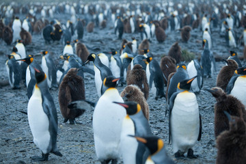 Beautiful Shots Cute Penguins Antarctica Snow