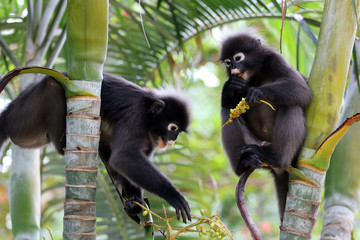 Leaf monkey or Dusky langur, Wild animals are eating fruit or betel nut on the trees in the garden
