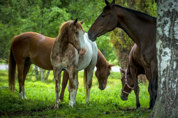 horse and foal