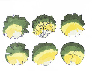tree Illustration for Design plan Of architecture and landscape. tree top view watercolor presentation plan set isolated on white background.