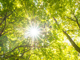 Sunshine through Leaves