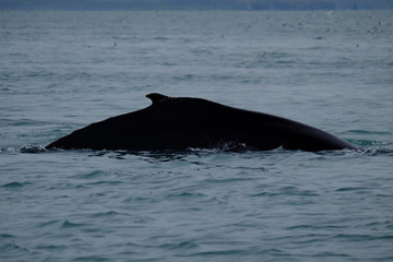 Fototapeta premium Humback Whale