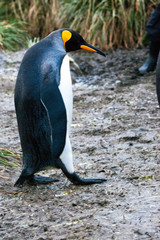 Beautiful Shots Cute Penguins Antarctica Snow