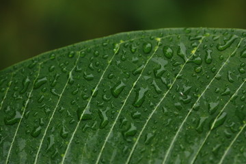 zoom of plant with rain drop blur background