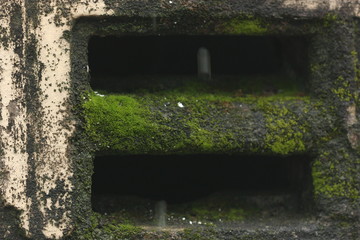 moss on cement windows