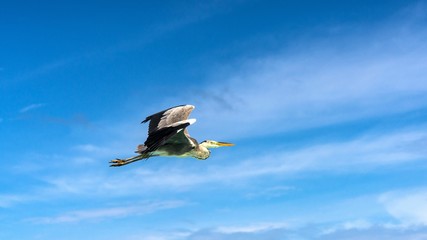 Heron flying over the beach in Maldives.