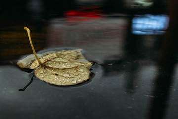 Autumn leaf in a puddle with reflections of show-windows