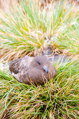 Portrait Shots Different Species Birds Antarctica
