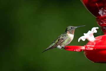 Fototapeta na wymiar hummingbird on feeder