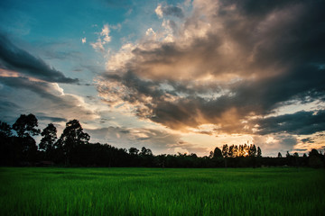 Beautiful paddy field  and clouds with sunset .
