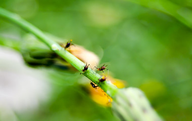 Bichos