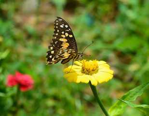 Beautiful Butterfly on flowers