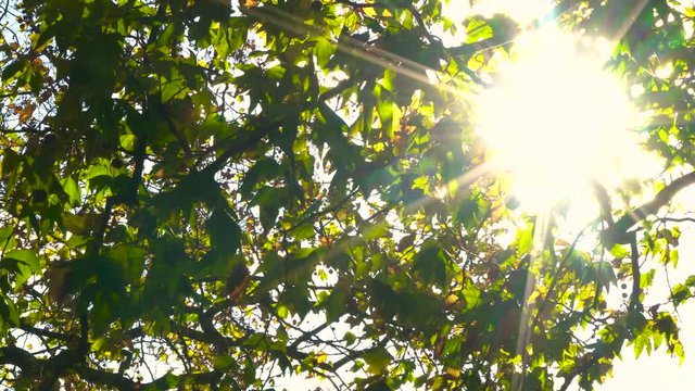 Buckeye Images – Browse 29,064 Stock Photos, Vectors, and Video | Adobe