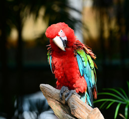 Colorful bird Macro Scarlet Macaw