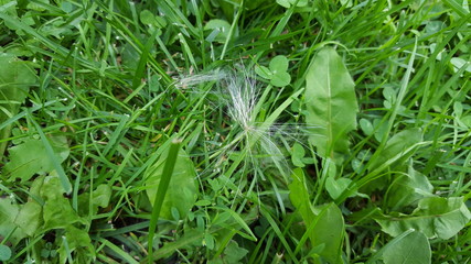Dandelion Wish