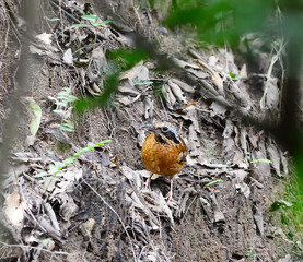 Bird yellow black stripes. (Eared Pitta, Anthocincla phayrei), Thailand
