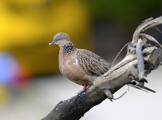 Bird Spotted Dove (Streptopelia chinensis), Thailand on a branch, in nature