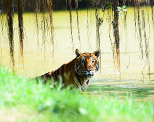 Tiger, portrait of a bengal tiger. in nature