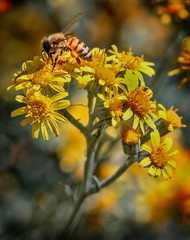 Busy Bee and Bokeh