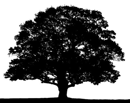 Fototapeta Black and white oak tree silhouette isolated on white background.