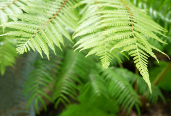 Fototapeta na wymiar Ferns leaves green foliage natural fern sunlight.