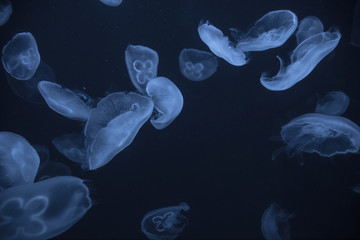 jellyfish in the aquarium