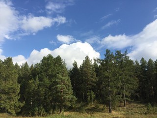trees and blue sky